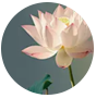 刘姐头像